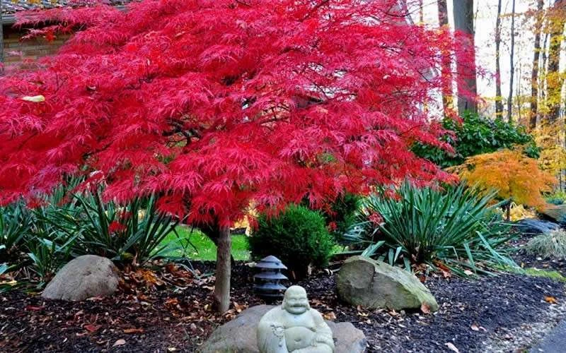 Red Dragon Dwarf Japanese Maple - 2 Gallon Pot 7 Red Dragon Dwarf Japanese Maple - 2 Gallon Pot - Image 5