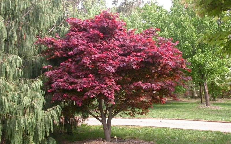 Red Japanese Maple - Acer Palmatum 'Atropurpureum' - 1 Gallon Pot 8 Red Japanese Maple - Acer Palmatum 'Atropurpureum' - 1 Gallon Pot - Image 6