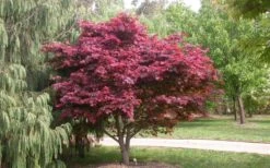 Red Japanese Maple - Acer Palmatum 'Atropurpureum' - 1 Gallon Pot -Wilson Bros Garden Picture Japanese Maple Red Leaf