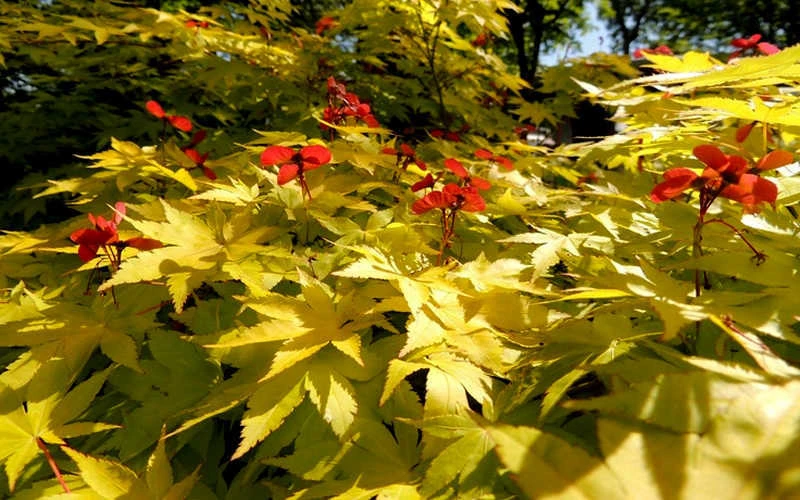 Summer Gold Japanese Maple - 7 Gallon Pot (4-5') 7 Summer Gold Japanese Maple - 7 Gallon Pot (4-5') - Image 5