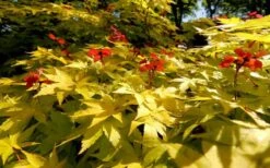 Summer Gold Japanese Maple - 3 Gallon Pot -Wilson Bros Garden Picture Japanese Maple Summer Gold 8 3