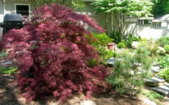 Tamukeyama Dwarf Red Japanese Maple (High Graft Tree Form) - 3 Gallon Pot (2.5 To 3') -Wilson Bros Garden Picture Japanese Maple Tamukeyama 3 1