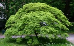 Viridis Dwarf Green Japanese Maple - 2 Gallon Pot -Wilson Bros Garden Picture Japanese Maple Viridis 1