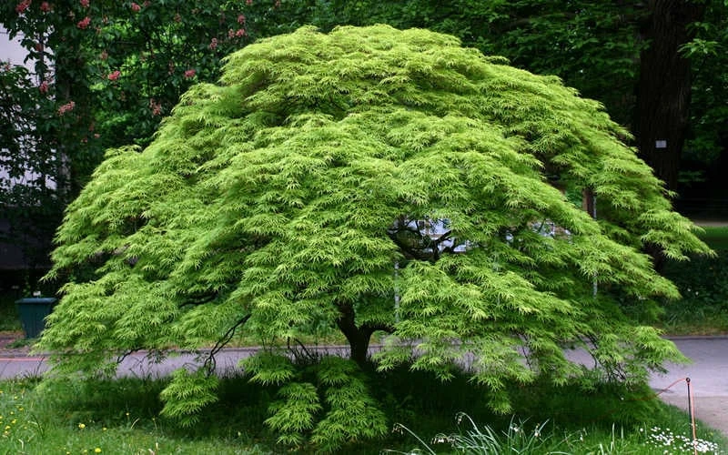 Viridis Dwarf Green Japanese Maple - 1 Gallon Pot 8 Viridis Dwarf Green Japanese Maple - 1 Gallon Pot - Image 6