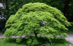 Viridis Dwarf Green Japanese Maple - 3 Gallon Pot -Wilson Bros Garden Picture Japanese Maple Viridis 4