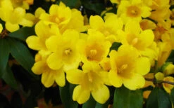 Butterscotch Yellow Jasmine (Jessamine) Gelsemium Sempervirens - 3 Gallon Pot 16 Butterscotch Yellow Jasmine (Jessamine) Gelsemium Sempervirens - 3 Gallon Pot -Wilson Bros Garden Picture Jasmine Butterscotch 2