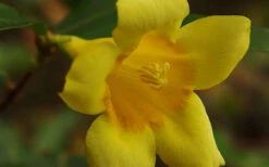Butterscotch Yellow Jasmine (Jessamine) Gelsemium Sempervirens - 3 Gallon Pot 15 Butterscotch Yellow Jasmine (Jessamine) Gelsemium Sempervirens - 3 Gallon Pot -Wilson Bros Garden Picture Jasmine Butterscotch 4