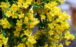 Carolina Yellow Jasmine (Jessamine) Gelsemium Sempervirens - 3 Gallon Pot -Wilson Bros Garden Picture Jasmine Carolina 6