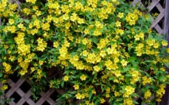 Carolina Yellow Jasmine (Jessamine) Gelsemium Sempervirens - 3 Gallon Pot -Wilson Bros Garden Picture Jasmine Carolina 7