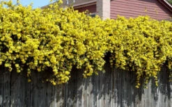 Carolina Yellow Jasmine - Jessamine (Gelsium Sempervirens) - 6 Pack Of 1 Gallon Pots -Wilson Bros Garden Picture Jasmine Carolina On Fence 1