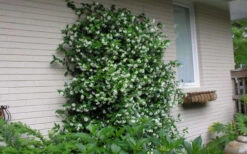 Confederate Jasmine Vine (Trachelospermum Jasminoides) - 1 Gallon Pot -Wilson Bros Garden Picture Jasmine Confederate On Trellis