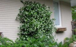 Star Jasmine Vine (Trachelospermum Jasminoides) - 3 Gallon Pot -Wilson Bros Garden Picture Jasmine Confederate On Trellis 7