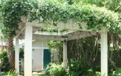 Star Jasmine Vine (Trachelospermum Jasminoides) - 6 Pack Of 1 Gallon Pots -Wilson Bros Garden Picture Jasmine Confederate Vine 2 1