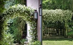 Madison Confederate Jasmine - 6 Pack Of 1 Gallon Pots 14 Madison Confederate Jasmine - 6 Pack Of 1 Gallon Pots -Wilson Bros Garden Picture Jasmine Madison 3 4