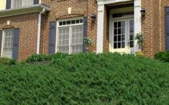 Blue Pacific Juniper - 2 Gallon Pot 16 Blue Pacific Juniper - 2 Gallon Pot -Wilson Bros Garden Picture Juniper Blue Pacific Hill 2