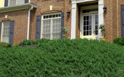 Blue Pacific Juniper - 6-Pack Of 1 Gallon Pots 16 Blue Pacific Juniper - 6-Pack Of 1 Gallon Pots -Wilson Bros Garden Picture Juniper Blue Pacific Hill