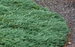 Blue Rug Juniper - 6-Pack Of 1 Gallon Pots -Wilson Bros Garden Picture Juniper Blue Rug 3 1