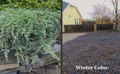 Blue Rug Juniper - 6-Pack Of 1 Gallon Pots -Wilson Bros Garden Picture Juniper Blue Rug Winter Color 1