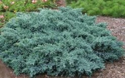 Blue Star Juniper - 3 Gallon Pot -Wilson Bros Garden Picture Juniper Blue Star 1