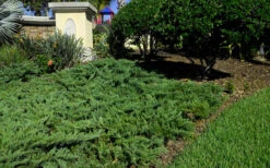 Parsons Juniper - Juniperus Davurica 'Parsonii' - 6 Pack Of 1 Gallon Pots -Wilson Bros Garden Picture Juniper Parsons Border 2 1