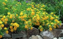 New Gold Hardy Lantana - 1 Gallon Pot -Wilson Bros Garden Picture Lantana Trailing New Gold 2 1