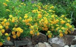 New Gold Hardy Lantana - 5 Pack Of Quart Pots -Wilson Bros Garden Picture Lantana Trailing New Gold 2 3