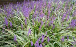 Variegated Liriope - Monkey Grass / Lilyturf - 10 Pack Of Pint Pots -Wilson Bros Garden Picture Liriope Variegated 1 2