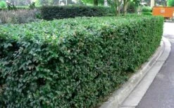 Emerald Snow Loropetalum (Chinese Fringeflower) - 2 Gallon Pot 17 Emerald Snow Loropetalum (Chinese Fringeflower) - 2 Gallon Pot -Wilson Bros Garden Picture Loropetalum Emerald Snow Hedge 1