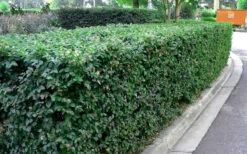 Emerald Snow Loropetalum (Chinese Fringeflower) - 3 Gallon Pot 17 Emerald Snow Loropetalum (Chinese Fringeflower) - 3 Gallon Pot -Wilson Bros Garden Picture Loropetalum Emerald Snow Hedge