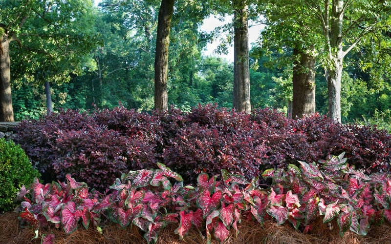 Purple Diamond Loropetalum - 1 Gallon Pot 7 Purple Diamond Loropetalum - 1 Gallon Pot - Image 5
