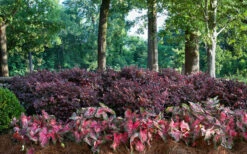 Purple Diamond Loropetalum - 2 Gallon Pot 12 Purple Diamond Loropetalum - 2 Gallon Pot -Wilson Bros Garden Picture Loropetalum Purple Diamond Shrubs Background Hedge 5