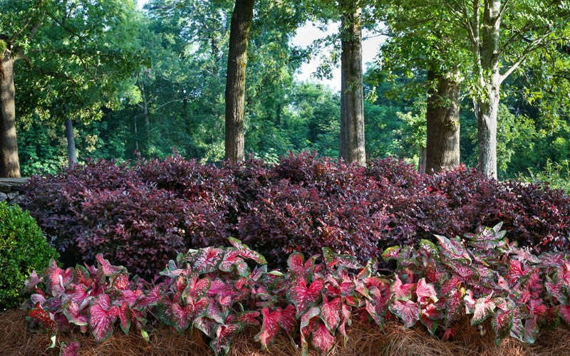 Purple Diamond Loropetalum - 2 Gallon Pot 7 Purple Diamond Loropetalum - 2 Gallon Pot - Image 5