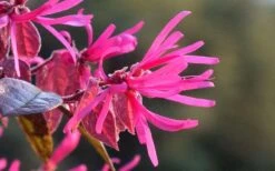 Purple Pixie Loropetalum - 2 Gallon Pot -Wilson Bros Garden Picture Loropetalum Purple Pixie Flower 2