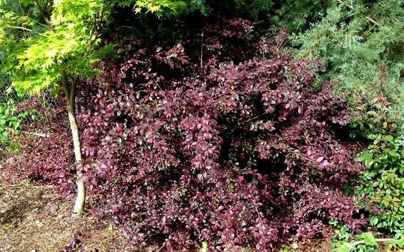 Red Diamond Loropetalum - 7 Gallon Pot 6 Red Diamond Loropetalum - 7 Gallon Pot - Image 4