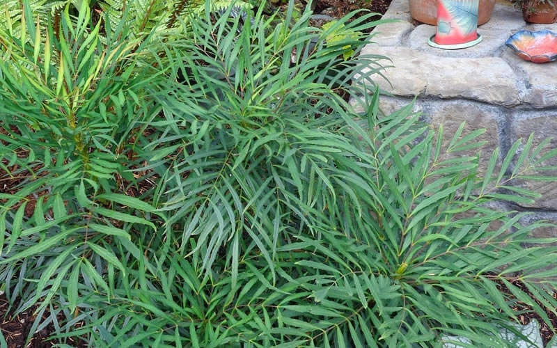 Soft Caress Mahonia - 2 Gallon Pot 8 Soft Caress Mahonia - 2 Gallon Pot - Image 6