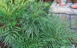 Soft Caress Mahonia - 1 Gallon Pot -Wilson Bros Garden Picture Mahonia Soft Caress Foliage 2