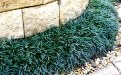 Dwarf Mondo Grass - 32 Pack Of 2.5" Pots 14 Dwarf Mondo Grass - 32 Pack Of 2.5" Pots -Wilson Bros Garden Picture Mondo Grass Dwarf 4 4