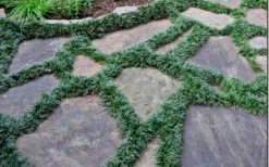 Dwarf Mondo Grass - 18 Count Flat Of Pint Pots -Wilson Bros Garden Picture Mondo Grass Dwarf 6 3