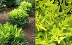 Lemon Lime Nandina - 2 Gallon Pot -Wilson Bros Garden Picture Nandina Lemon Lime 2 3