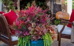 Obsession Nandina - 1 Gallon Pot 11 Obsession Nandina - 1 Gallon Pot -Wilson Bros Garden Picture Nandina Obsession