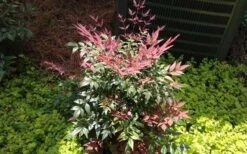 Obsession Nandina - 1 Gallon Pot 13 Obsession Nandina - 1 Gallon Pot -Wilson Bros Garden Picture NandinaObsession 4