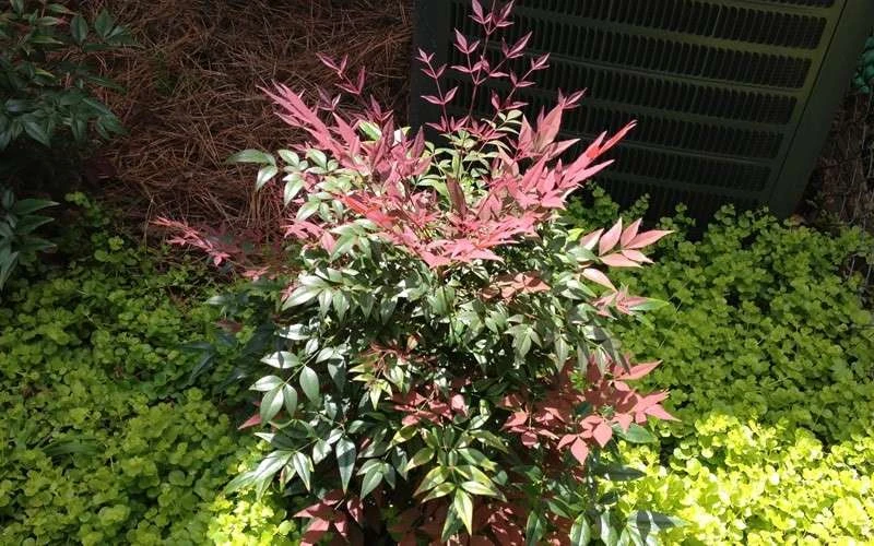 Obsession Nandina - 1 Gallon Pot 8 Obsession Nandina - 1 Gallon Pot - Image 6