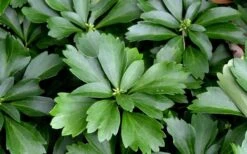 Pachysandra (Japanese Spurge) - 6 Pack Of Pint Pots -Wilson Bros Garden Picture Pachysandra 1