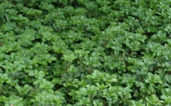 Pachysandra - Japanese Spurge - 18 Count Flat Of Pint Pots -Wilson Bros Garden Picture Pachysandra 2 1