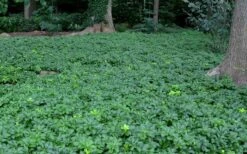 Pachysandra (Japanese Spurge) - 6 Pack Of Pint Pots -Wilson Bros Garden Picture Pachysandra 3 1