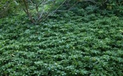 Pachysandra (Japanese Spurge) - 6 Pack Of Pint Pots -Wilson Bros Garden Picture Pachysandra 4 1