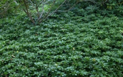 Pachysandra - Japanese Spurge - 18 Count Flat Of Pint Pots -Wilson Bros Garden Picture Pachysandra 4 2