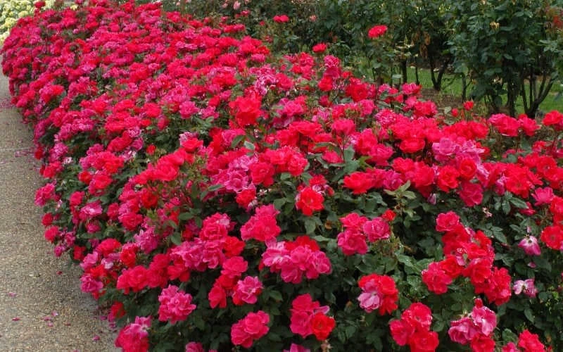 Original Red Knock Out Rose - 3 Gallon Pot 7 Original Red Knock Out Rose - 3 Gallon Pot - Image 5