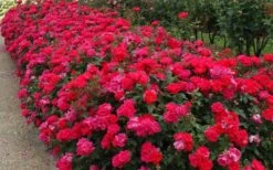 Original Red Knock Out Rose - 1 Gallon Pot -Wilson Bros Garden Picture Rose Knock Out Red 5