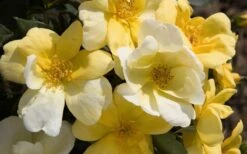 Sunny Yellow Knock Out Rose - 3 Gallon Pot -Wilson Bros Garden Picture Rose Knock Out Sunny 1 1